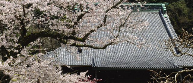 妙本寺の桜